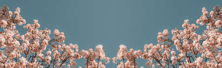 Symmetrical floral background. Cherry blossom. Copy spaceの写真素材