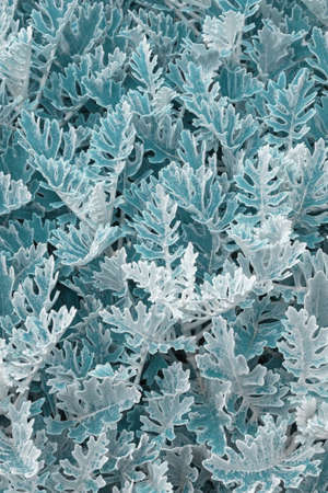 Beautiful vegetative background. Foliage of  Silver dust plant ( Dusty Miller ), color tonedの写真素材