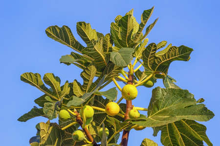 Branch of  fig tree ( Ficus carica ) with leaves and fruits against blue sky. Copy spaceの写真素材