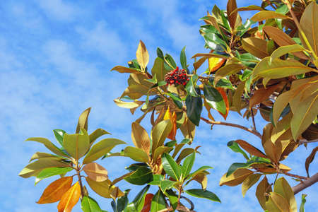Autumn. Branches of  magnolia tree ( Magnolia grandiflora ) with leaves and one fruit with seeds against blue sky on sunny dayの写真素材