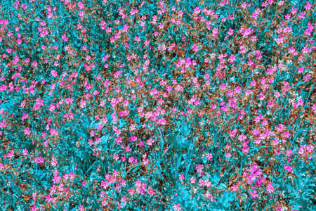 Blue floral background. Wildflowers. Pink flowers of wild carnation among blue grassの写真素材