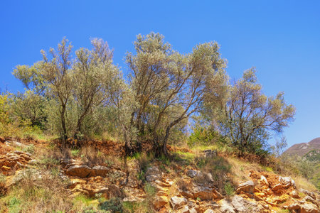 Copse of olive trees in the mountains on a sunny day. Montenegro, Tivatの写真素材