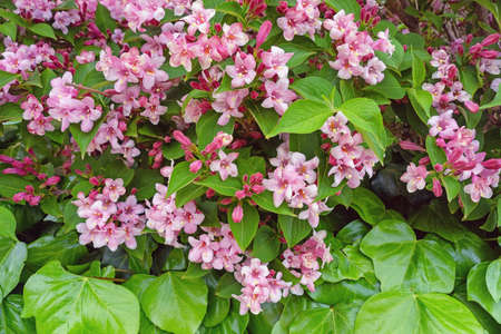 Spring flowers. Weigela, deciduous shrub, in bloomの写真素材