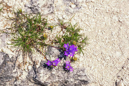 Wildflowers. Bellflowers growing among stones. National Park Lake Skadar, Montenegroの写真素材