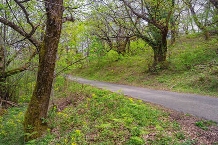 Grove of old chestnut trees ( sweet chestnut, Castanea sativa ) on spring day. Montenegroの写真素材