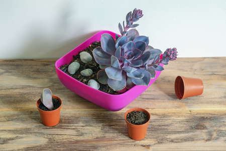 Home hobby. Sempervivum (Pacific Blue Ice,  Hens and Chicks ) succulent in flower pot  on rustic table. Copy spaceの写真素材