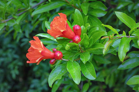 Branches of pomegranate tree ( Punica granatum ) with bright red flowers on spring dayの写真素材