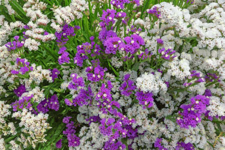 Colorful flowers of  Mediterranean plant  of sea lavender ( Limonium sinuatum ) in garden, backgroundの写真素材