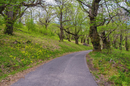 Grove of sweet chestnut trees ( Castanea sativa ) in spring. Country road. Montenegro, Barの写真素材