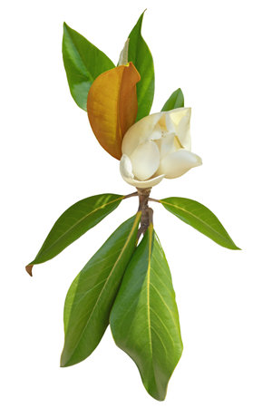 Flower of Magnolia grandiflora with leaves isolated on white backgroundの写真素材