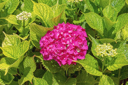 Bright pink flower of hydrangea ( Hydrangea macrophylla ) among green leaves in gardenの写真素材