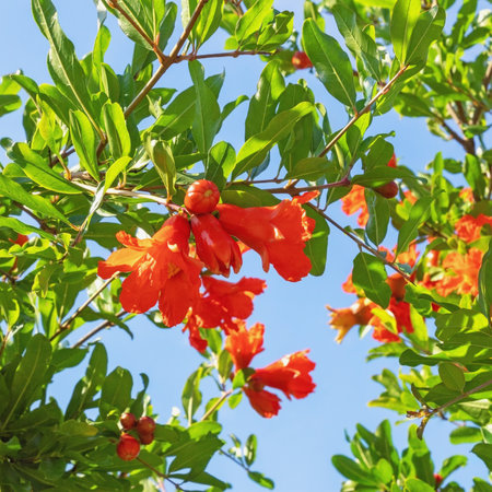 Springtime. Branches of pomegranate tree ( Punica granatum ) with green leaves and bright red flowersの写真素材