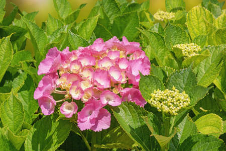 Pink flower of hydrangea ( Hydrangea macrophylla ) among green leaves in gardenの写真素材