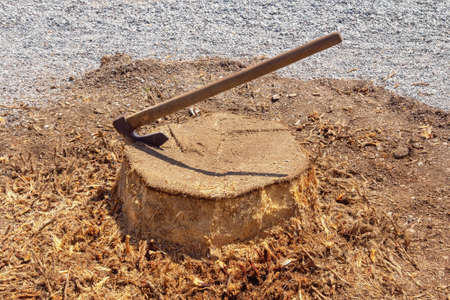 Axe in palm tree stump on pebble beachの写真素材