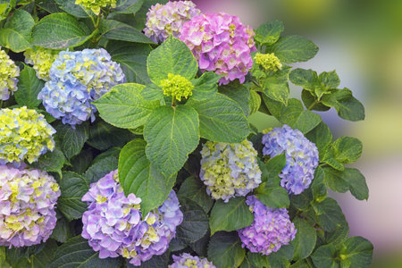 Beautiful flowers of hydrangea ( Hydrangea macrophylla ) on sunny spring dayの写真素材