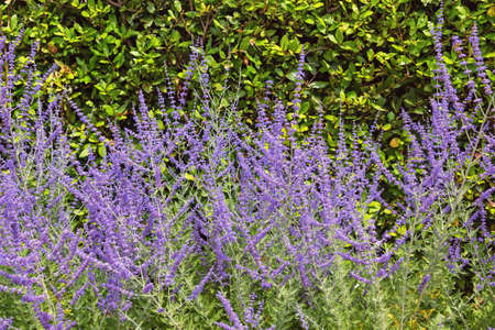 Purple-blue flowers of blue sage Salvia farinacea in garden on sunny summer dayの写真素材