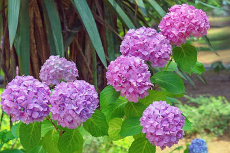Beautiful pink flowers of Hydrangea - Hydrangea macrophylla - in park on sunny summer dayの写真素材