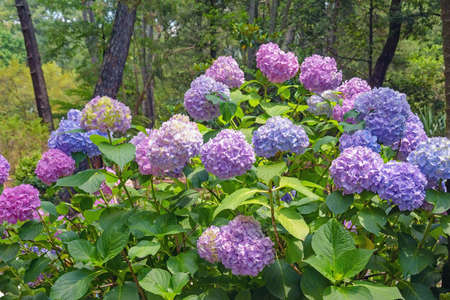 Colorful Hydrangea flowers - Hydrangea macrophylla - in park on summer dayの写真素材