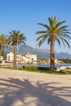 Canary Island Date Palm  (Phoenix canariensis) trees on embankment of Tivat city. Vacation concept. Montenegroの写真素材