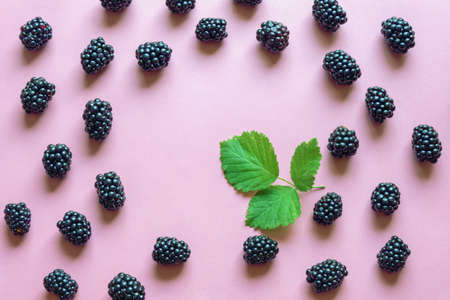 Fresh ripe blackberries on pink paper background. Flat lay. Copy spaceの写真素材