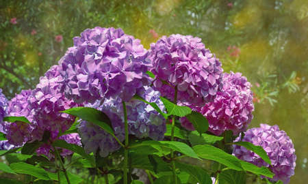 Beautiful Hydrangea flowers - Hydrangea macrophylla - in garden on sunny dayの写真素材