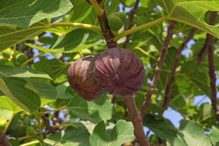 Branch of  fig tree ( Ficus carica ) with leaves and fruitsの写真素材