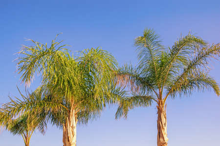 Foxtail palm trees ( Wodyetia bifurcata ) against  blue sky on sunny summer day. Vacation conceptの写真素材