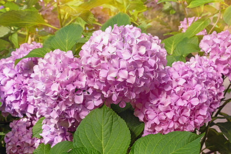 Pink Hydrangea flowers - Hydrangea macrophylla - in garden on sunny summer dayの写真素材