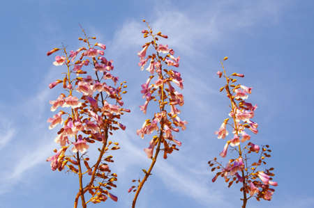 Spring flowers. Flowers of Paulownia tomentosa tree against  skyの写真素材
