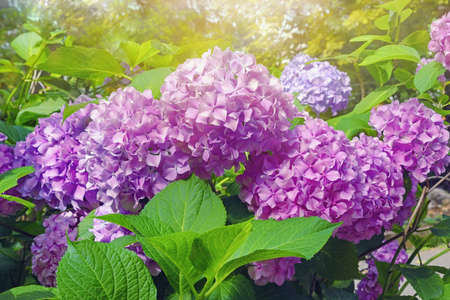 Pink Hydrangea flowers - Hydrangea macrophylla - in park on sunny summer dayの写真素材