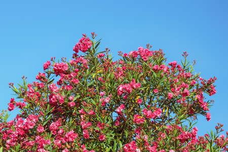 Red flowers of oleander tree ( Nerium oleander ) against blue sky on sunny summer dayの写真素材