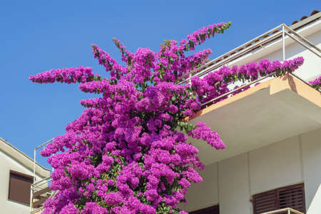 Beautiful flowers of Bougainvillea vine in town. Copy space. Montenegroの写真素材