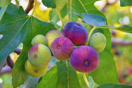 Branches of  fig tree ( Ficus carica ) with leaves and fruitsの写真素材