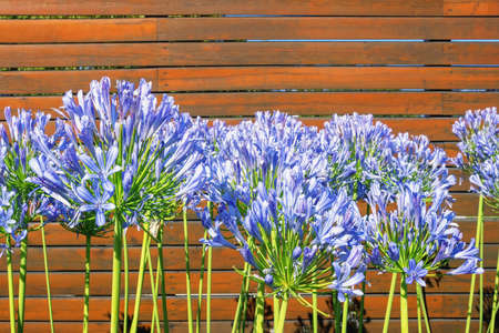 Beautiful flowers of Agapanthus flowers  (  African lily  ) against rustic wooden wall on sunny summer dayの写真素材