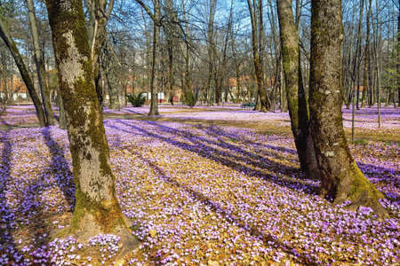 Spring flowers. Glades of flowering crocus (Crocus Vernus) in park on sunny spring day. Cetinje city, Montenegroの写真素材