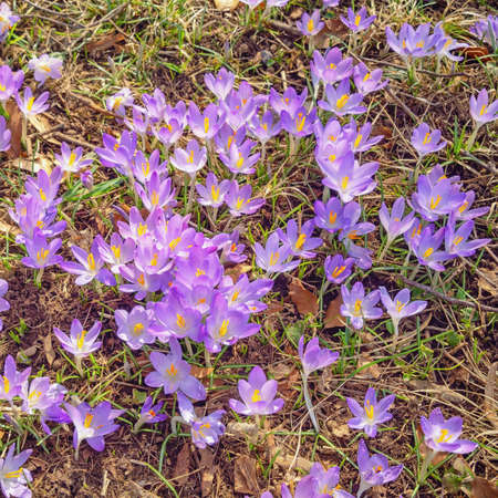 Flowers of crocuses ( Crocus Vernus ) on sunny spring dayの写真素材