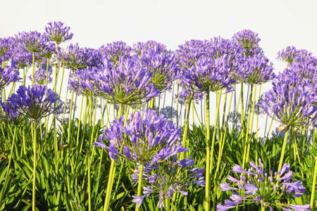 Beautiful flowers of Agapanthus flowers  (  African lily  ) on sunny summer day. Copy spaceの写真素材
