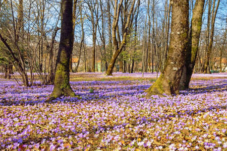 Spring flowers. Flowering crocus (Crocus Vernus) in park on sunny day. Cetinje city, Montenegroの写真素材