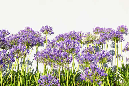 Floral border. Beautiful  Agapanthus flowers  (  African lily  ) on sunny day. Copy spaceの写真素材