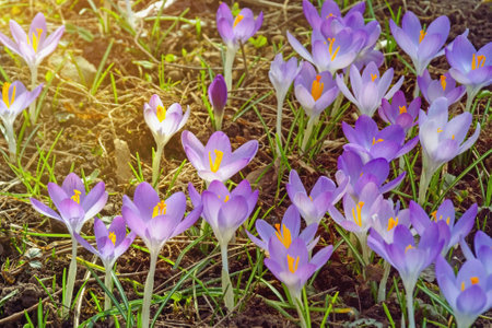 Flowers of crocuses ( Crocus Vernus ) among dry autumn leaves on sunny spring dayの写真素材