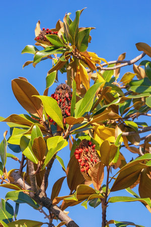 Autumn. Branches of  magnolia tree ( Magnolia grandiflora ) with leaves and fruit against blue skyの写真素材