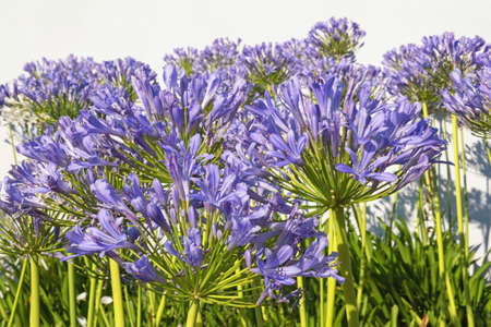 Beautiful flowers of Agapanthus flowers  (  African lily  ) against white wall on sunny summer dayの写真素材