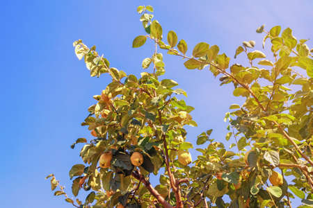 Branches of quince tree with leaves and  fruit at different stages of ripening against blue sky on sunny dayの写真素材