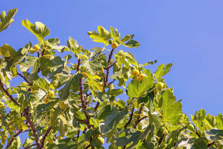 Branches of  fig tree ( Ficus carica ) with leaves and fruits against blue sky on sunny dayの写真素材