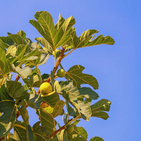 Branch of  fig tree ( Ficus carica ) with leaves and fruit against blue skyの写真素材