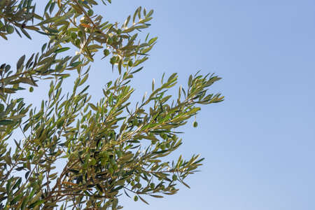 Branches of olive tree with leaves and fruit against blue skyの写真素材