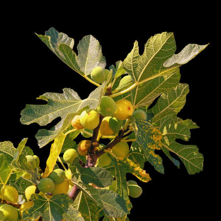 Branch of  fig tree ( Ficus carica ) with leaves and fruit,  isolated on blackの写真素材