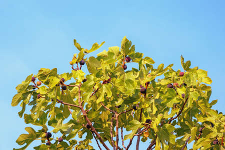 Sunny autumn. Branches of fig tree ( Ficus carica ) with green leaves and ripe purple fruit against blue skyの写真素材