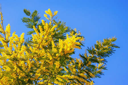 Spring. Branches of Acacia dealbata tree with bright yellow flowers against blue skyの写真素材