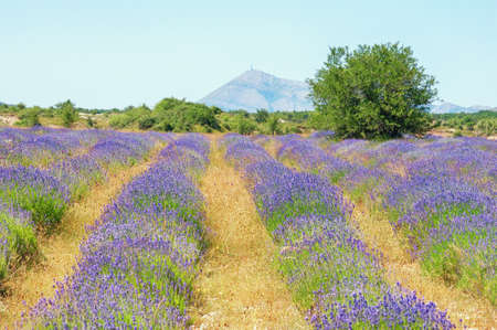 Mountain valley of Dinaric Alps on sunny summer day. Lavender field. Bosnia and Herzegovina, Republika Srpskaの写真素材